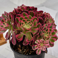 6'' Aeonium Pink Witch Crested, Rare Live Succulent Plants