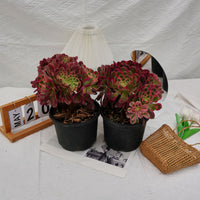 6'' Aeonium Pink Witch Crested, Rare Live Succulent Plants