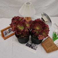 6'' Aeonium Pink Witch Crested, Rare Live Succulent Plants