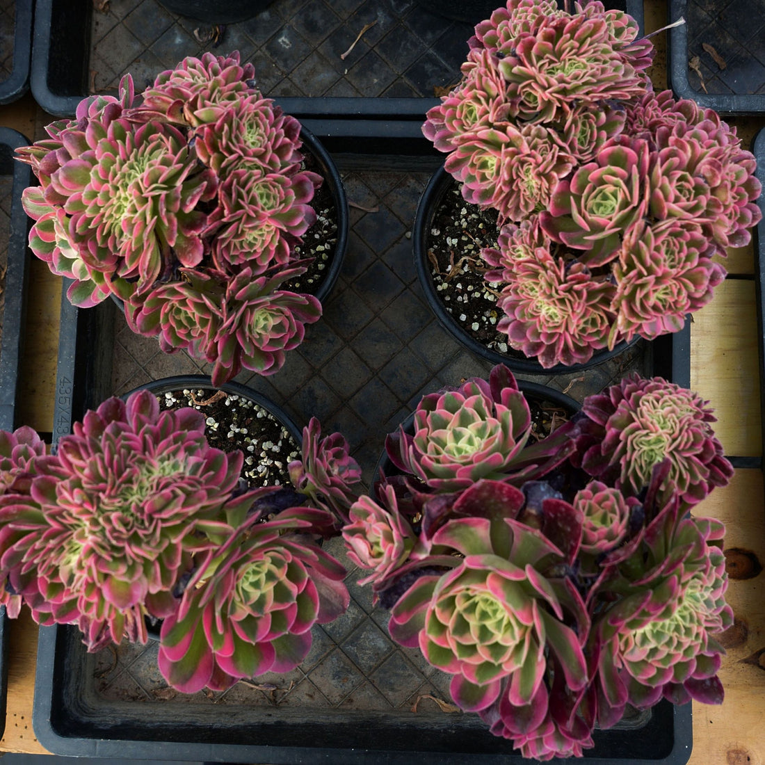 6'' Aeonium Pink Witch Crested, Rare Live Succulent Plants