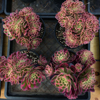 6'' Aeonium Pink Witch Crested, Rare Live Succulent Plants