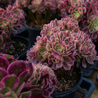 6'' Aeonium Pink Witch Crested, Rare Live Succulent Plants
