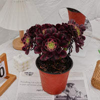 6'' Aeonium Medusa Crested, Rare Live Succulent Plants