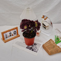 6'' Aeonium Medusa Crested, Rare Live Succulent Plants
