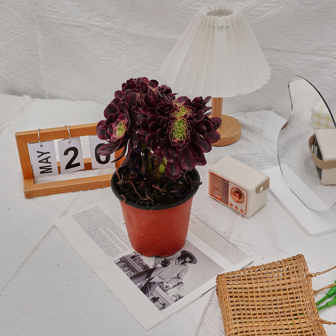 6'' Aeonium Medusa Crested, Rare Live Succulent Plants
