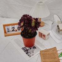 6'' Aeonium Medusa Crested, Rare Live Succulent Plants