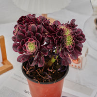 6'' Aeonium Medusa Crested, Rare Live Succulent Plants