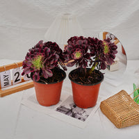 6'' Aeonium Medusa Crested, Rare Live Succulent Plants