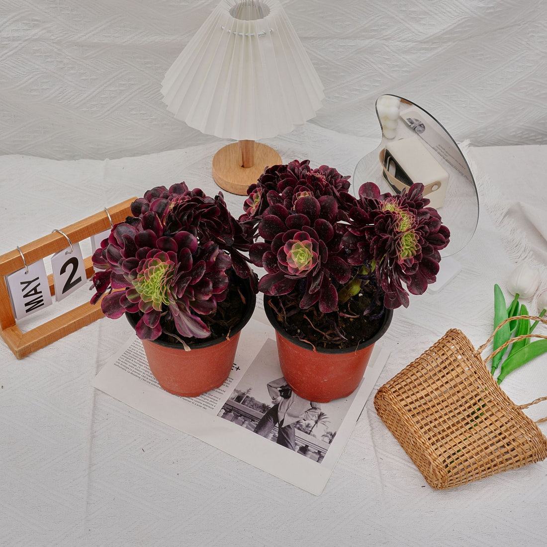 6'' Aeonium Medusa Crested, Rare Live Succulent Plants