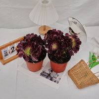 6'' Aeonium Medusa Crested, Rare Live Succulent Plants