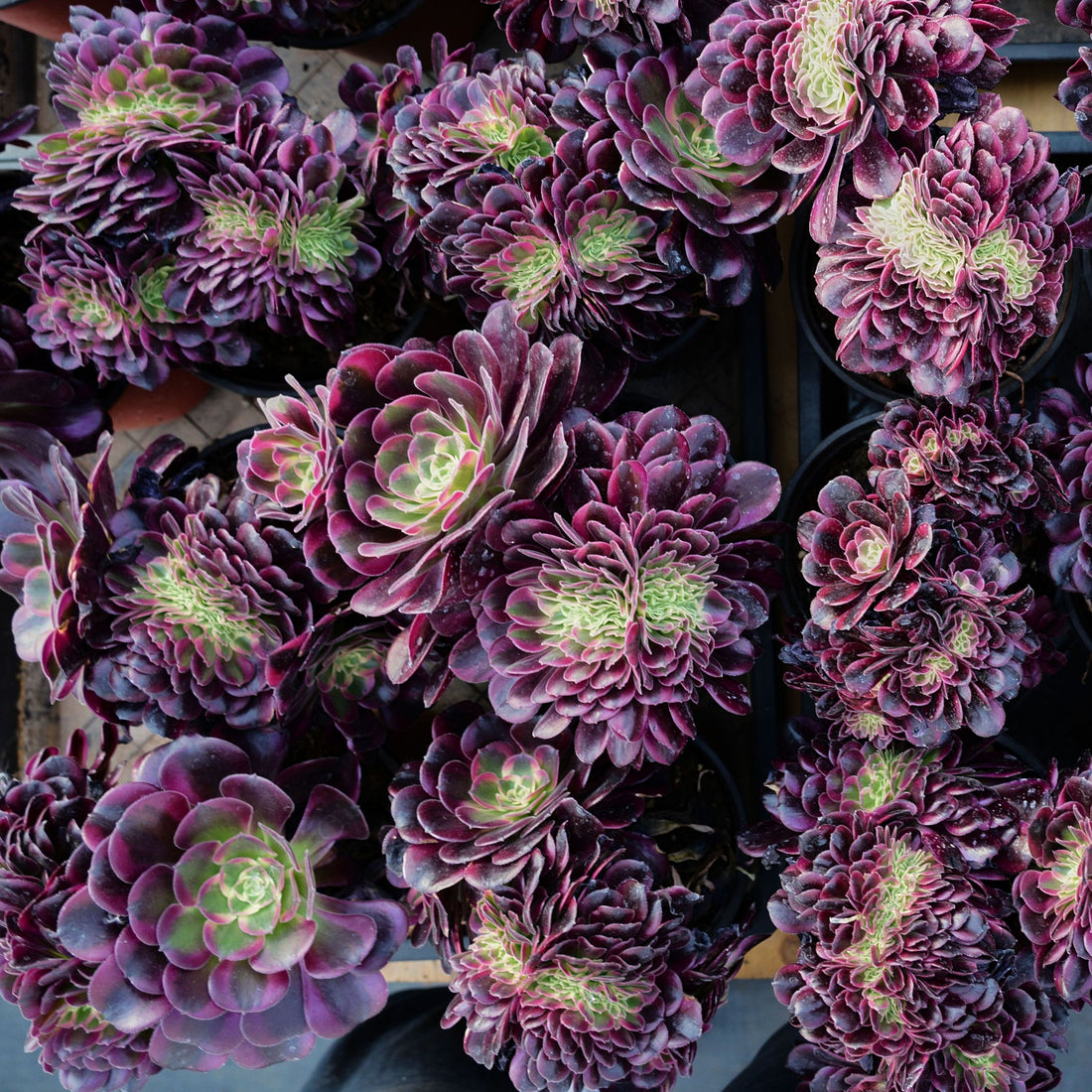 6'' Aeonium Medusa Crested, Rare Live Succulent Plants