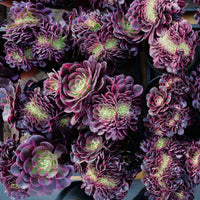 6'' Aeonium Medusa Crested, Rare Live Succulent Plants