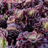 6'' Aeonium Medusa Crested, Rare Live Succulent Plants