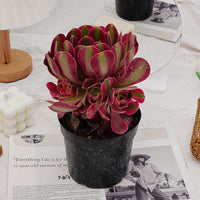 5'' Aeonium Pink Witch, Rare Live Succulent Plants