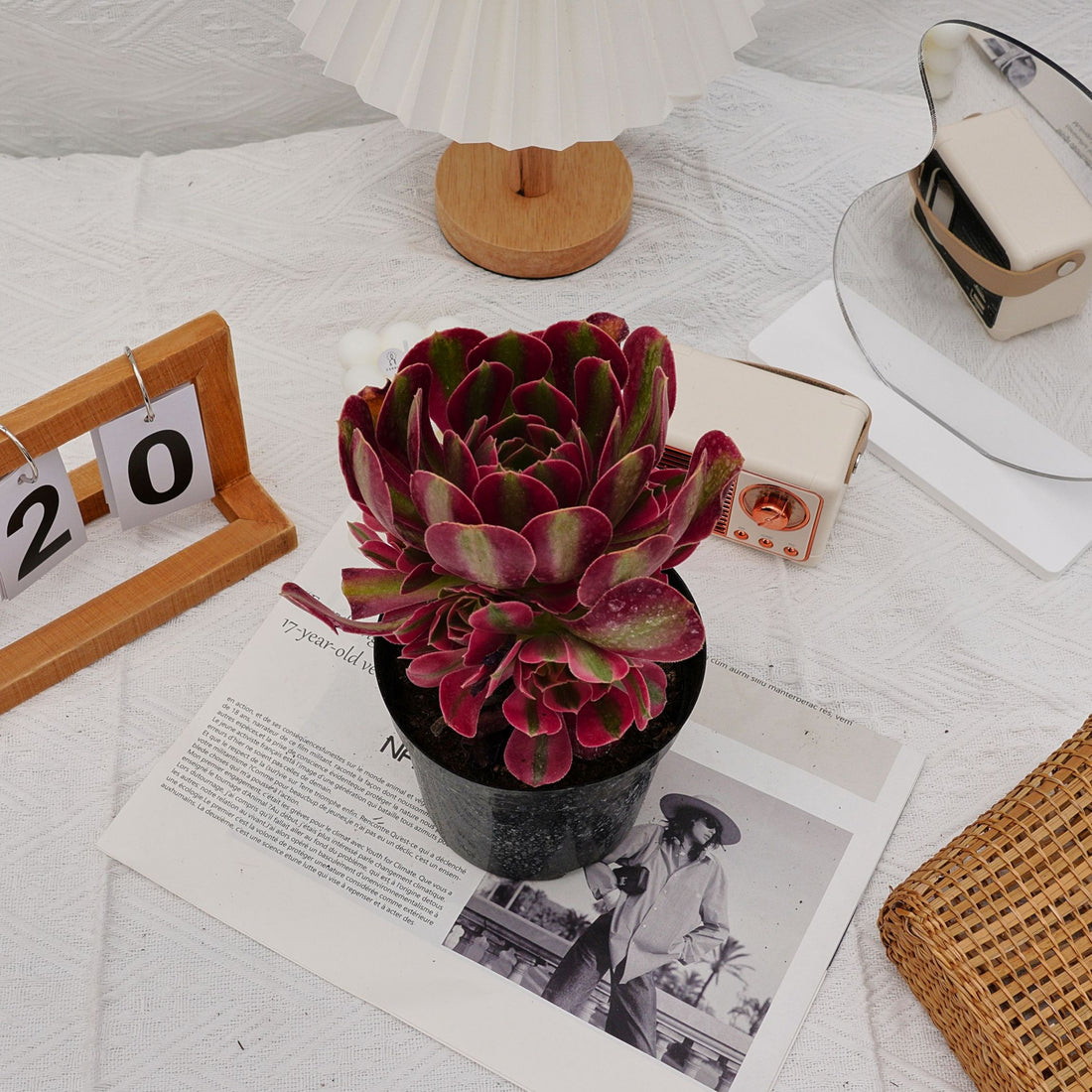 5'' Aeonium Pink Witch, Rare Live Succulent Plants