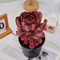 5'' Aeonium Pink Witch, Rare Live Succulent Plants
