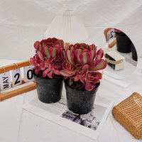 5'' Aeonium Pink Witch, Rare Live Succulent Plants