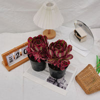 5'' Aeonium Pink Witch, Rare Live Succulent Plants