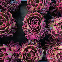 5'' Aeonium Pink Witch, Rare Live Succulent Plants