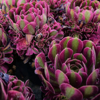 5'' Aeonium Pink Witch, Rare Live Succulent Plants