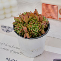 4'' Echeveria Tesla, Rare Live Succulent Plants