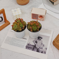 4'' Echeveria Tesla, Rare Live Succulent Plants