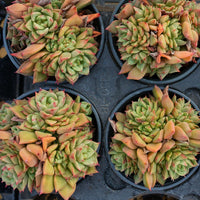 4'' Echeveria Tesla, Rare Live Succulent Plants