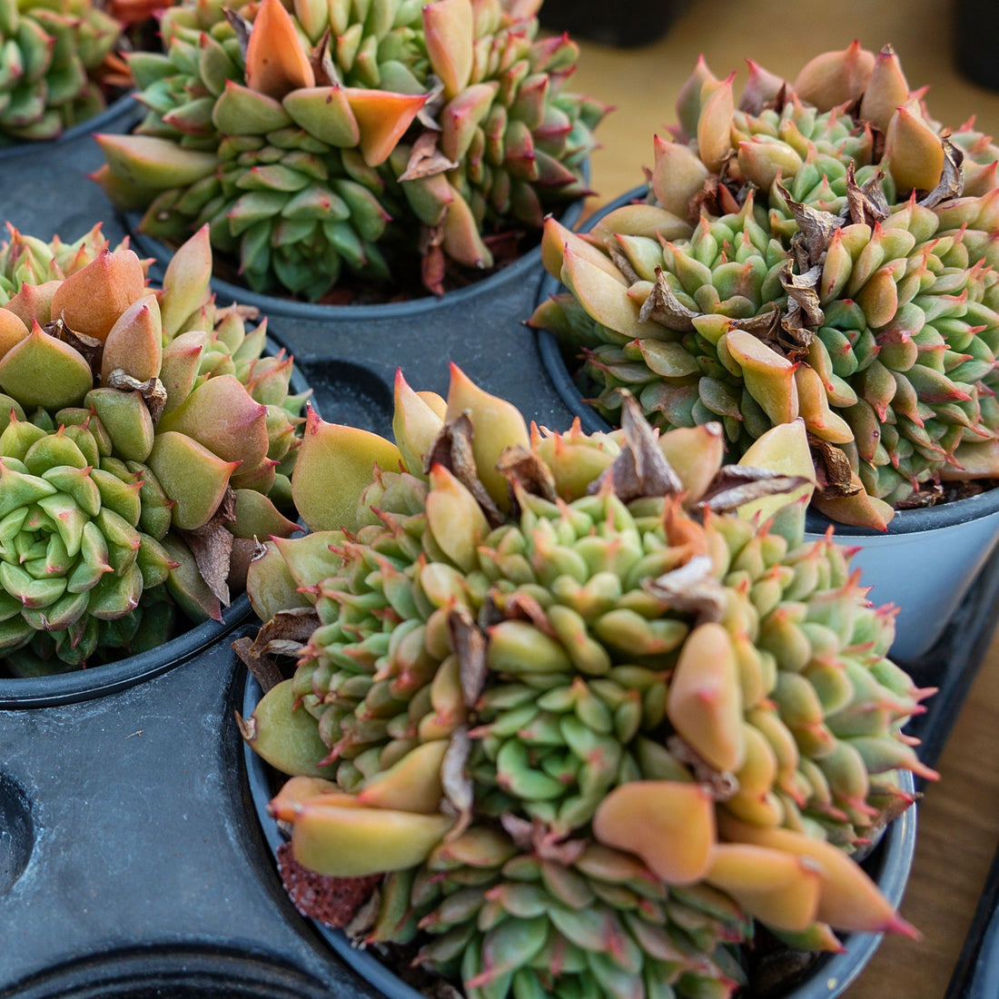 4'' Echeveria Tesla, Rare Live Succulent Plants
