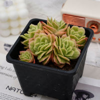 5'' Echeveria Ice Rose Variegated, Rare Live Succulent Plants