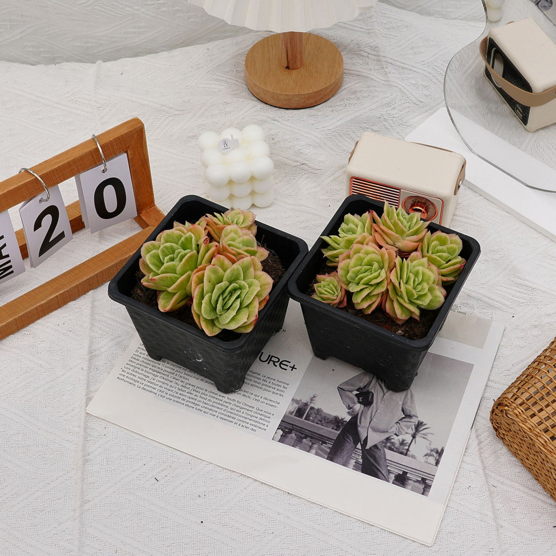 5'' Echeveria Ice Rose Variegated, Rare Live Succulent Plants