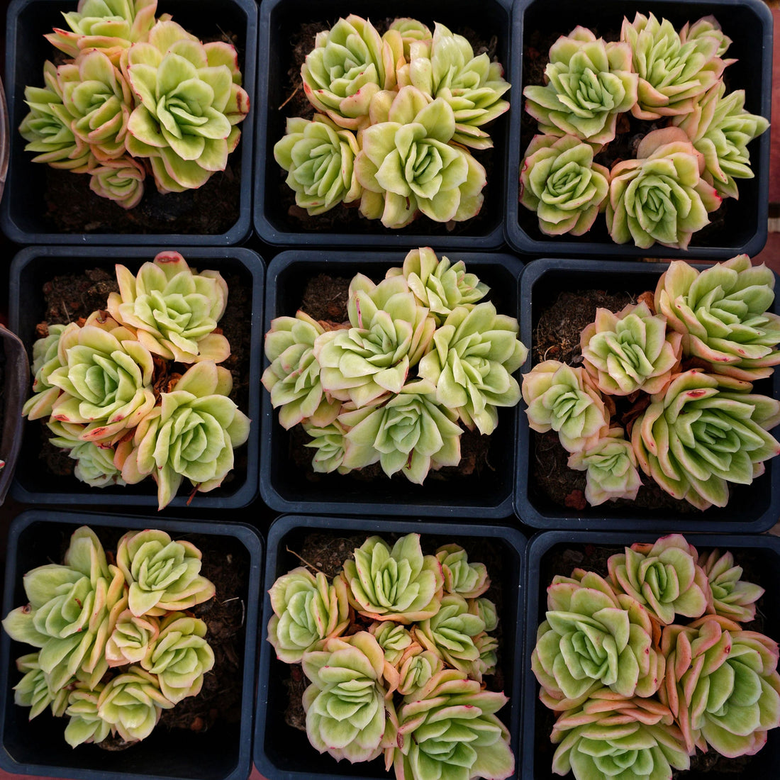 5'' Echeveria Ice Rose Variegated, Rare Live Succulent Plants