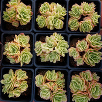5'' Echeveria Ice Rose Variegated, Rare Live Succulent Plants