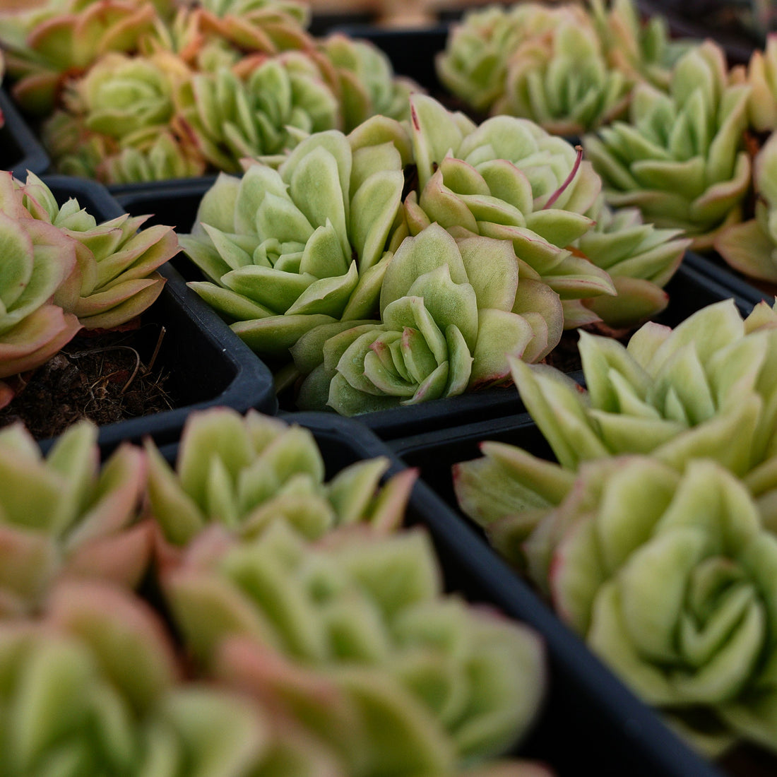 5'' Echeveria Ice Rose Variegated, Rare Live Succulent Plants