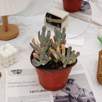 6'' Cotyledon Orbiculata Long Leaf Variegated, Rare Live Succulent Plants