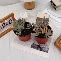 6'' Cotyledon Orbiculata Long Leaf Variegated, Rare Live Succulent Plants