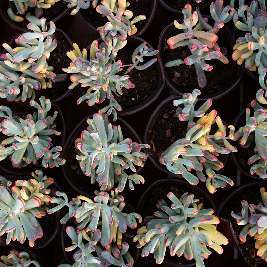 6'' Cotyledon Orbiculata Long Leaf Variegated, Rare Live Succulent Plants