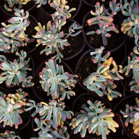 6'' Cotyledon Orbiculata Long Leaf Variegated, Rare Live Succulent Plants