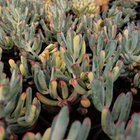 6'' Cotyledon Orbiculata Long Leaf Variegated, Rare Live Succulent Plants