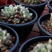 6'' Graptoveria Amethorum, Rare Live Succulent Plants
