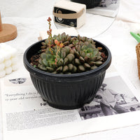 6'' Graptoveria Amethorum, Rare Live Succulent Plants