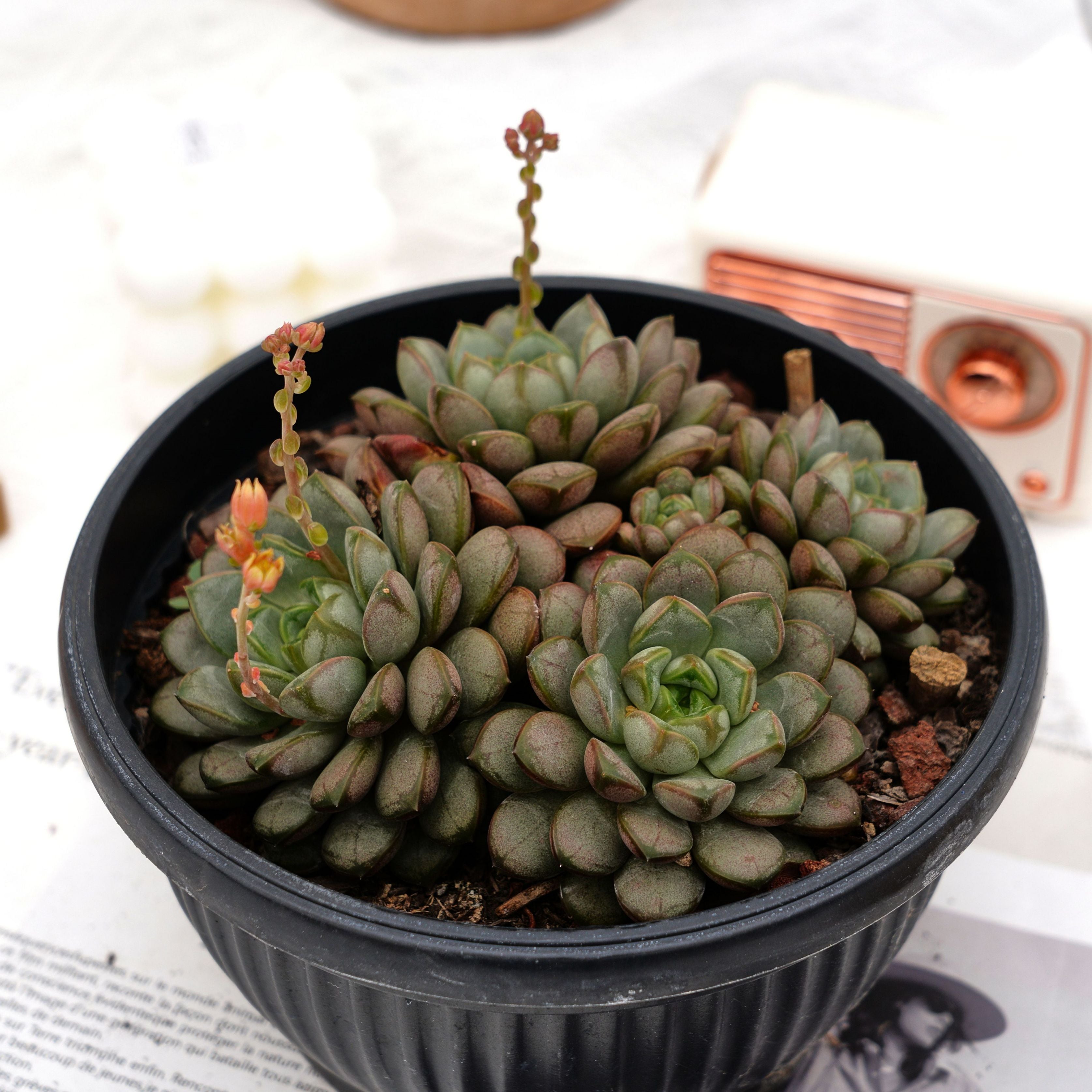 amethorum succulent 6'' Graptoveria Amethorum, Rare Live Succulent Plants
