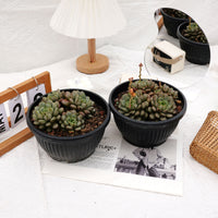 6'' Graptoveria Amethorum, Rare Live Succulent Plants