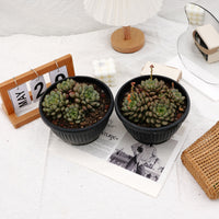 6'' Graptoveria Amethorum, Rare Live Succulent Plants