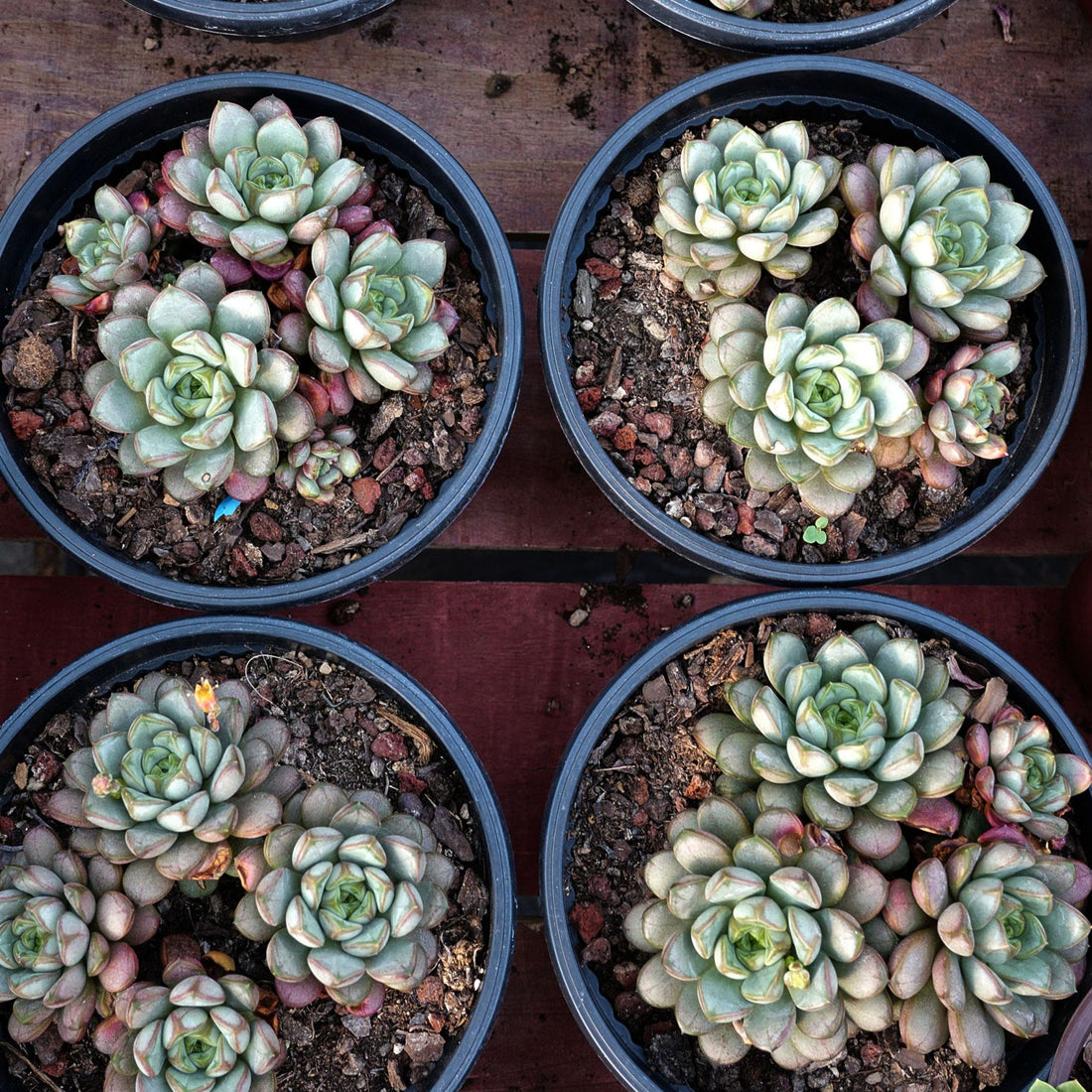 6'' Graptoveria Amethorum, Rare Live Succulent Plants