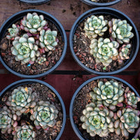 6'' Graptoveria Amethorum, Rare Live Succulent Plants