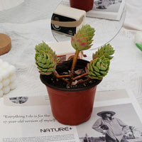 5'' Sedeveria Green Rose, Rare Live Succulent Plants