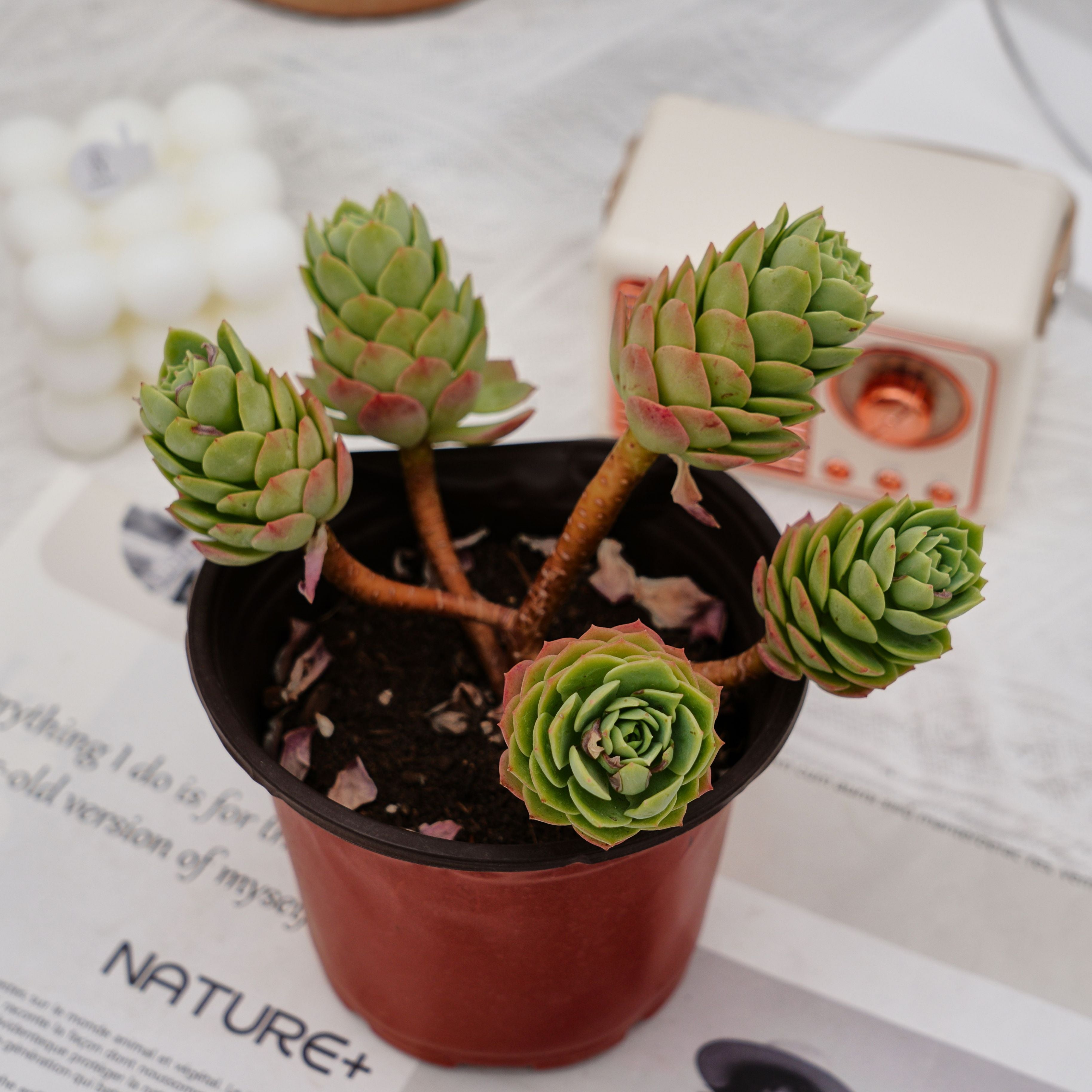 5'' Sedeveria Green Rose, Rare Live Succulent Plants – cocosucculent
