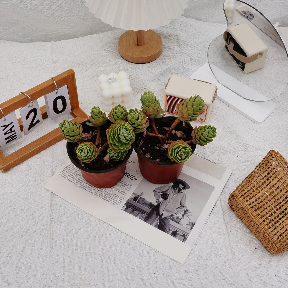5'' Sedeveria Green Rose, Rare Live Succulent Plants