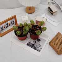 5'' Sedeveria Green Rose, Rare Live Succulent Plants