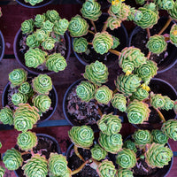 5'' Sedeveria Green Rose, Rare Live Succulent Plants